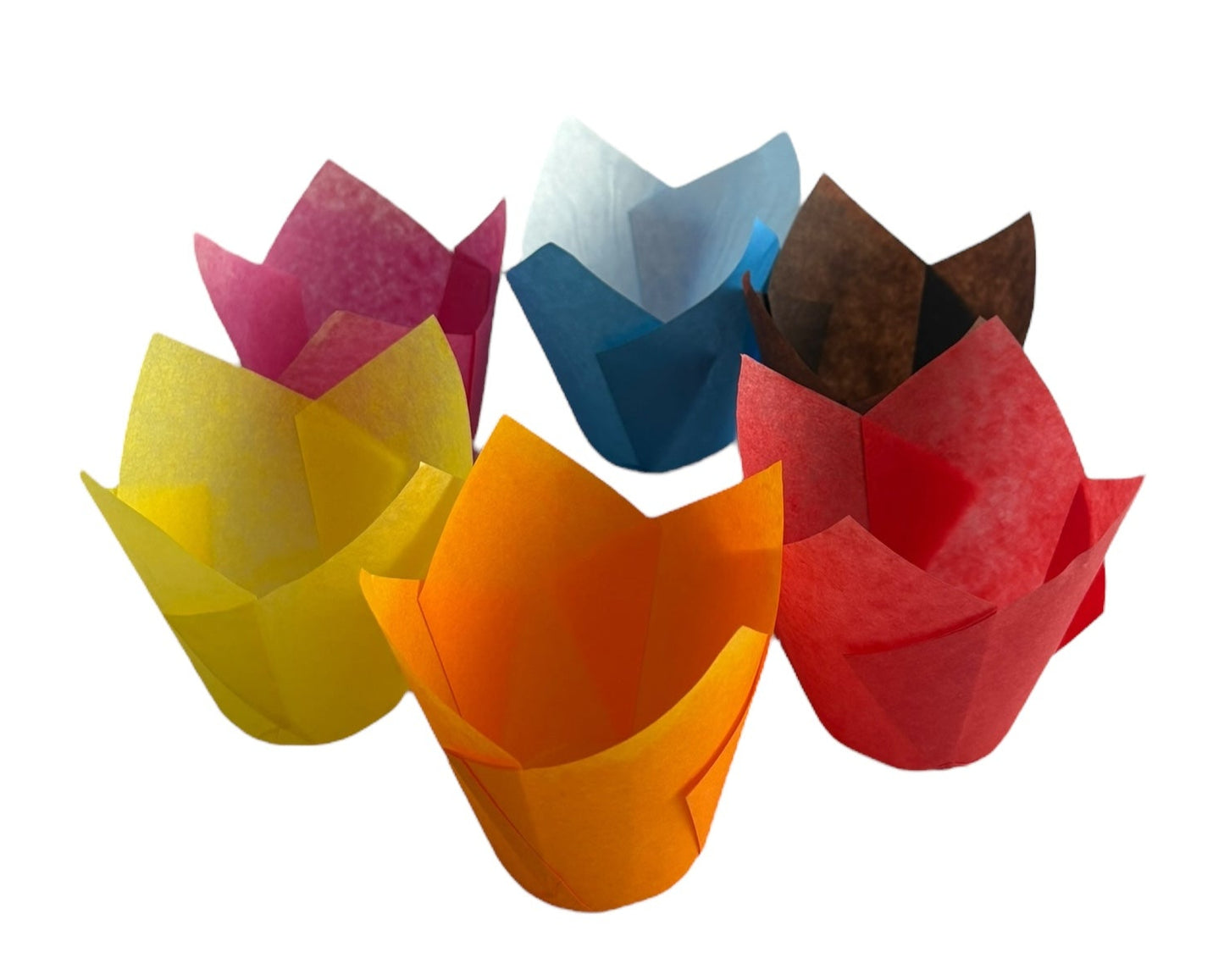 Muffin Tulips Multi-Colours